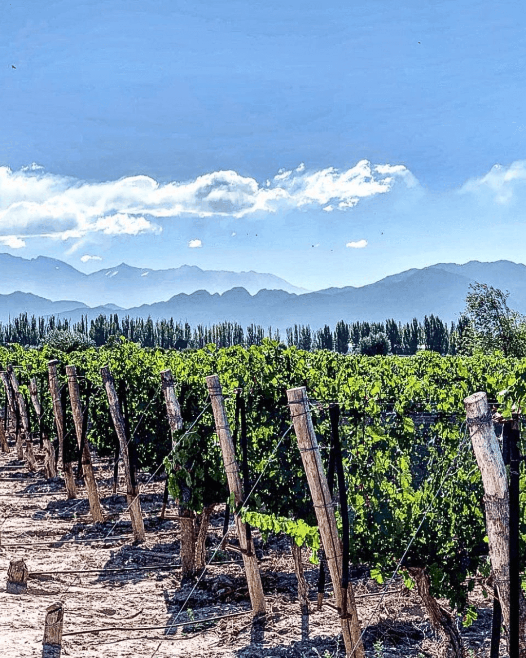 Excursión Caminos del Vino San Rafael