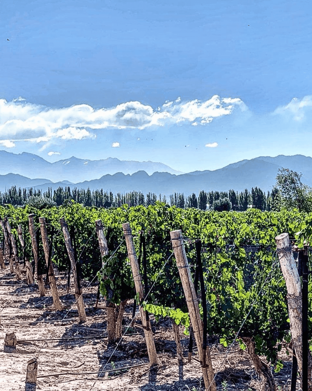 Degustación en Caminos del Vino San Rafael