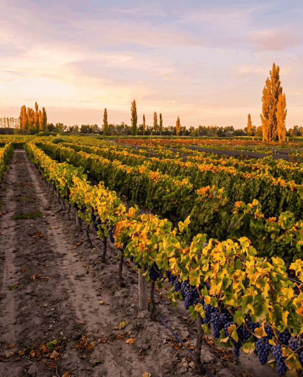 Bodegas y Viñedos en San Rafael Mendoza