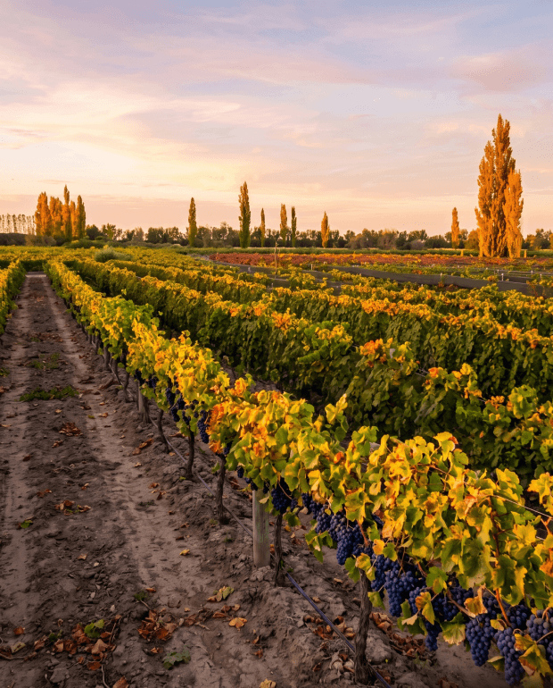 Bodegas y Viñedos en San Rafael Mendoza